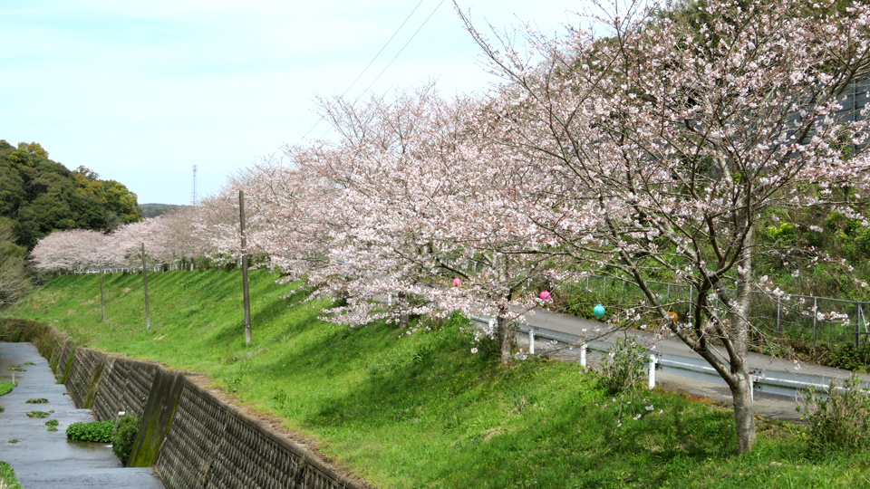 内倉川の桜並木